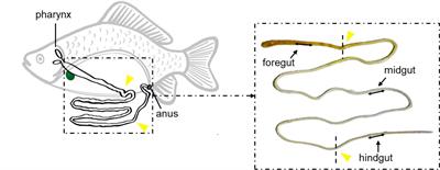 Gut mucosal immune responses and protective efficacy of oral yeast Cyprinid herpesvirus 2 (CyHV-2) vaccine in Carassius auratus gibelio